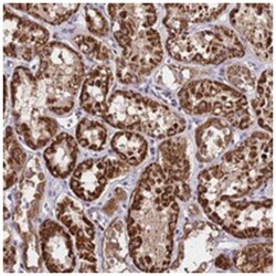C3orf20 Rabbit anti-Human, Polyclonal Antibody, Abnova 100&mu;L; Unlabeled:Antibodies,