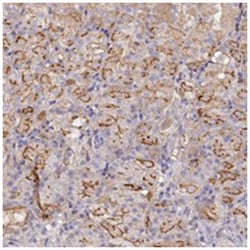 FAM107B, Rabbit, Polyclonal Antibody, Abnova 100 &mu;L | Buy Online | Abnova | Fisher Scientific
