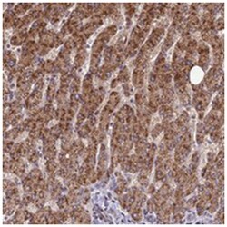 FAM186B Rabbit anti-Human, Polyclonal Antibody, Abnova 100&mu;L; Unlabeled:Antibodies,