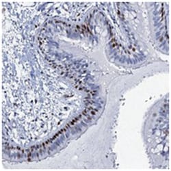 MFSD5, Rabbit, Polyclonal Antibody, Abnova 100 &mu;L | Buy Online | Abnova Corporation | Fisher Scientific