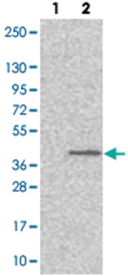 MFSD5, Rabbit, Polyclonal Antibody, Abnova 100 &mu;L | Buy Online | Abnova Corporation | Fisher Scientific