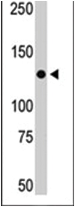 JAK2 Rabbit anti-Human, Mouse, Polyclonal Antibody, Abnova 400 &mu;L | Buy Online | Abnova Corporation | Fisher Scientific