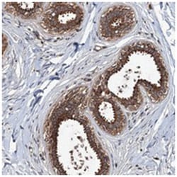 ZNF438, Rabbit, Polyclonal Antibody, Abnova 100 &mu;L | Buy Online | Abnova Corporation | Fisher Scientific