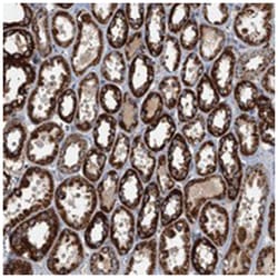 SPDYC, Rabbit, Polyclonal Antibody, Abnova 100 &mu;L | Buy Online | Abnova Corporation | Fisher Scientific