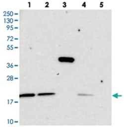 C11orf57 Rabbit anti-Human, Polyclonal Antibody, Abnova 100&mu;L; Unlabeled:Antibodies,