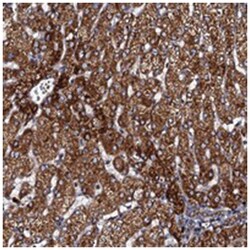 NDUFA12, Rabbit, Polyclonal Antibody, Abnova 100&mu;L; Unlabeled:Antibodies,