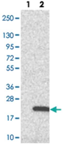 NDUFA12, Rabbit, Polyclonal Antibody, Abnova 100&mu;L; Unlabeled:Antibodies,
