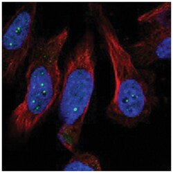 MED19 Rabbit anti-Human, Polyclonal Antibody, Abnova 100&mu;L; Unlabeled:Antibodies,