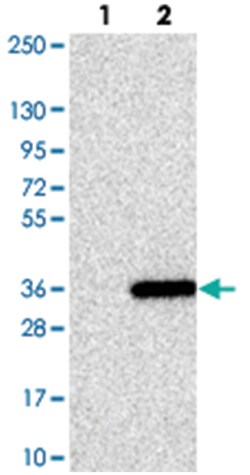 MED19 Rabbit anti-Human, Polyclonal Antibody, Abnova 100&mu;L; Unlabeled:Antibodies,