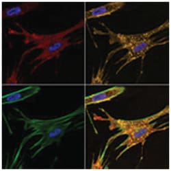 IFITM3 Rabbit anti-Human, Polyclonal Antibody, Abnova 400 &mu;L | Buy Online | Abnova Corporation | Fisher Scientific