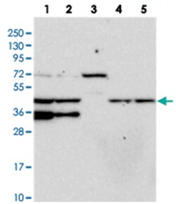 PAAF1, Rabbit, Polyclonal Antibody, Abnova 100&mu;L; Unlabeled:Antibodies,