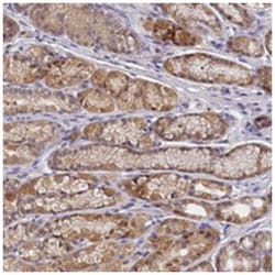 PAAF1, Rabbit, Polyclonal Antibody, Abnova 100&mu;L; Unlabeled:Antibodies,