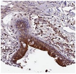 MNS1 Rabbit anti-Human, Polyclonal Antibody, Abnova 100 &mu;L | Buy Online | Abnova Corporation | Fisher Scientific