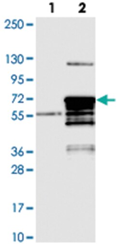 MNS1 Rabbit anti-Human, Polyclonal Antibody, Abnova 100 &mu;L | Buy Online | Abnova Corporation | Fisher Scientific