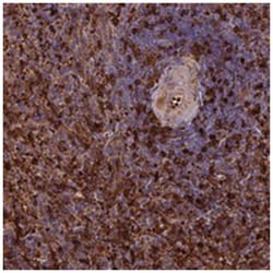 UFSP2 Rabbit anti-Human, Polyclonal Antibody, Abnova 100 &mu;L | Buy Online | Abnova Corporation | Fisher Scientific