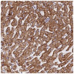 PRIM1 Rabbit anti-Human, Polyclonal Antibody, Abnova 100&mu;L; Unlabeled:Antibodies,
