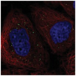 KCNG1 Rabbit anti-Human, Polyclonal Antibody, Abnova 100&mu;L; Unlabeled:Antibodies,