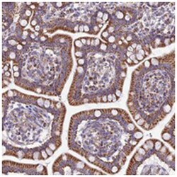FAM186B Rabbit anti-Human, Polyclonal Antibody, Abnova 100 &mu;L | Buy Online | Abnova Corporation | Fisher Scientific