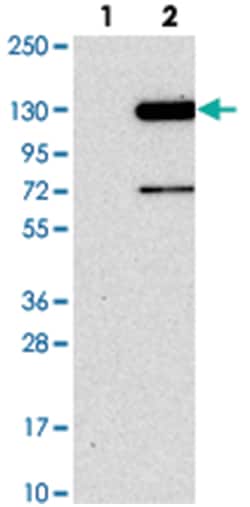 FAM186B Rabbit anti-Human, Polyclonal Antibody, Abnova 100 &mu;L | Buy Online | Abnova Corporation | Fisher Scientific