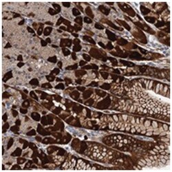 C11orf49 Rabbit anti-Human, Polyclonal Antibody, Abnova 100 &mu;L | Buy Online | Abnova Corporation | Fisher Scientific