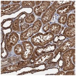 NLRP10 Rabbit anti-Human, Polyclonal Antibody, Abnova 100 &mu;L | Buy Online | Abnova Corporation | Fisher Scientific