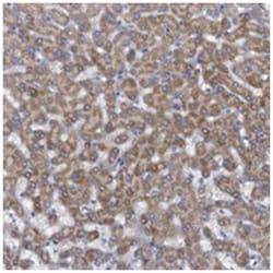 MYO16, Rabbit, Polyclonal Antibody, Abnova 100&mu;L; Unlabeled:Antibodies,