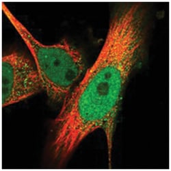 SPATA13 Rabbit anti-Human, Polyclonal Antibody, Abnova 100 &mu;L | Buy Online | Abnova Corporation | Fisher Scientific