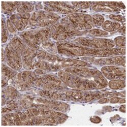 SEC24C Rabbit anti-Human, Polyclonal Antibody, Abnova 100&mu;L; Unlabeled:Antibodies,