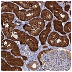 CRYL1, Rabbit, Polyclonal Antibody, Abnova 100&mu;L; Unlabeled:Antibodies,
