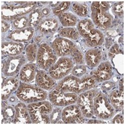 ARHGAP11A Rabbit anti-Human, Polyclonal Antibody, Abnova 100 &mu;L | Buy Online | Abnova Corporation | Fisher Scientific