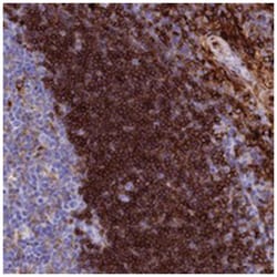 PLAC8, Rabbit, Polyclonal Antibody, Abnova 100&mu;L; Unlabeled:Antibodies,