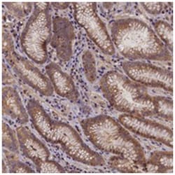 C15orf52 Rabbit anti-Human, Polyclonal Antibody, Abnova 100 &mu;L | Buy Online | Abnova Corporation | Fisher Scientific