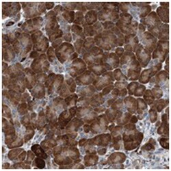 GRASP, Rabbit, Polyclonal Antibody, Abnova 100&mu;L; Unlabeled:Antibodies,