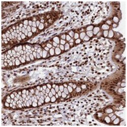 LEO1 Rabbit anti-Human, Polyclonal Antibody, Abnova 100&mu;L; Unlabeled:Antibodies,