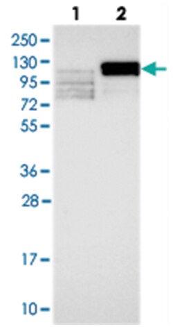 LEO1 Rabbit anti-Human, Polyclonal Antibody, Abnova 100&mu;L; Unlabeled:Antibodies,