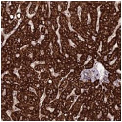 RCCD1 Rabbit anti-Human, Polyclonal Antibody, Abnova 100&mu;L; Unlabeled:Antibodies,