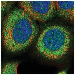 RCCD1 Rabbit anti-Human, Polyclonal Antibody, Abnova 100&mu;L; Unlabeled:Antibodies,