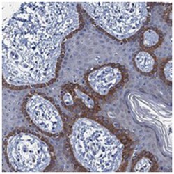 ARHGAP11A Rabbit anti-Human, Polyclonal Antibody, Abnova 100&mu;L; Unlabeled:Antibodies,