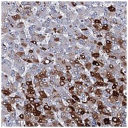 C1orf68, Rabbit, Polyclonal Antibody, Abnova 100&mu;L; Unlabeled:Antibodies,