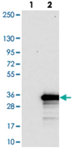 MED19 Rabbit anti-Human, Polyclonal Antibody, Abnova 100 &mu;L | Buy Online | Abnova Corporation | Fisher Scientific