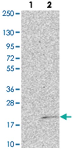 NUTF2 Rabbit anti-Human, Polyclonal Antibody, Abnova 100 &mu;L | Buy Online | Abnova Corporation | Fisher Scientific