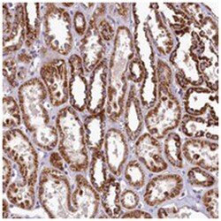 COQ9, Rabbit, Polyclonal Antibody, Abnova 100&mu;L; Unlabeled:Antibodies,