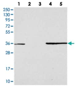 FAM98C Rabbit anti-Human, Polyclonal Antibody, Abnova 100 &mu;L | Buy Online | Abnova Corporation | Fisher Scientific