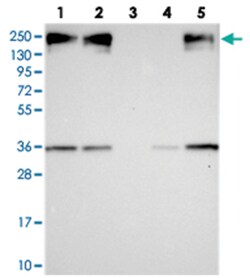 ZC3H4 Rabbit anti-Human, Polyclonal Antibody, Abnova 100&mu;L; Unlabeled:Antibodies,