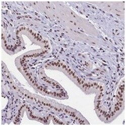 ZC3H4 Rabbit anti-Human, Polyclonal Antibody, Abnova 100&mu;L; Unlabeled:Antibodies,