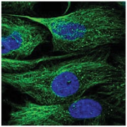 NUTF2 Rabbit anti-Human, Polyclonal Antibody, Abnova 100 &mu;L | Buy Online | Abnova Corporation | Fisher Scientific