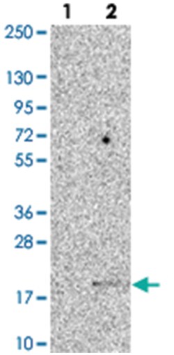 NUTF2 Rabbit anti-Human, Polyclonal Antibody, Abnova 100 &mu;L | Buy Online | Abnova Corporation | Fisher Scientific
