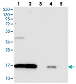 OCIAD2 Rabbit anti-Human, Polyclonal Antibody, Abnova 100 &mu;L | Buy Online | Abnova Corporation | Fisher Scientific