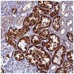 OCIAD2 Rabbit anti-Human, Polyclonal Antibody, Abnova 100 &mu;L | Buy Online | Abnova Corporation | Fisher Scientific