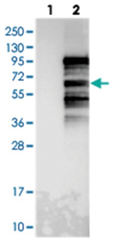 FSIP1, Rabbit, Polyclonal Antibody, Abnova 100&mu;L; Unlabeled:Antibodies,